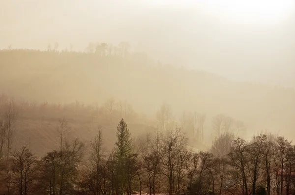 Nebbia mattutina con bella luce posteriore e alberi — Foto Stock
