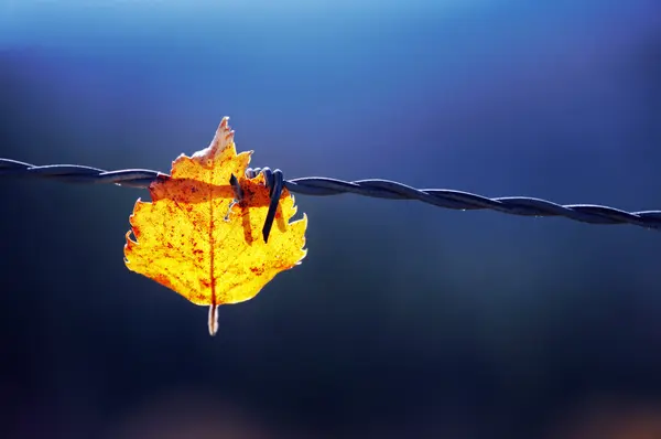 Trapped leaf on barbed wire — Stock Photo, Image