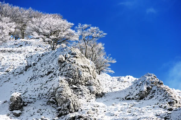 Замерзшие деревья на горе против голубого неба — стоковое фото