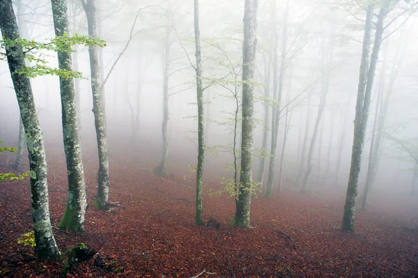 Bosque de hayas con niebla por la mañana — Foto de Stock