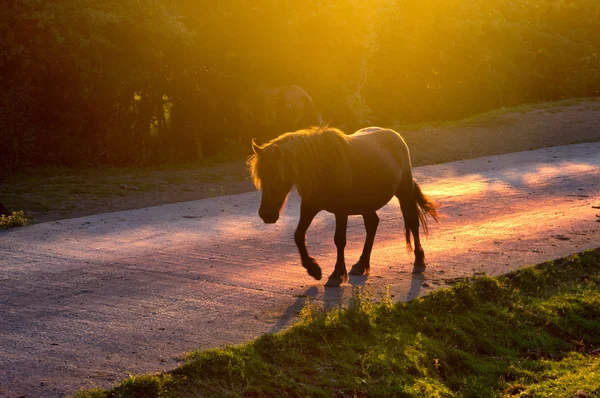 Pferd überquert bei Sonnenuntergang die Straße — Stockfoto