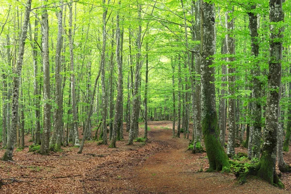 Bokskog på våren och en väg — Stockfoto