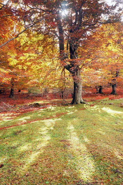 Дерево в осінньому лісі з сонячними променями — стокове фото