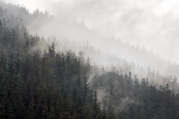 Kiefernwald mit Nebel — Stockfoto