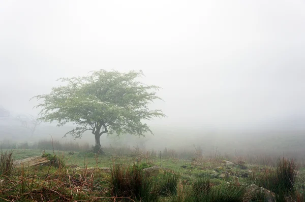 Albero solitario con nebbia — Foto Stock