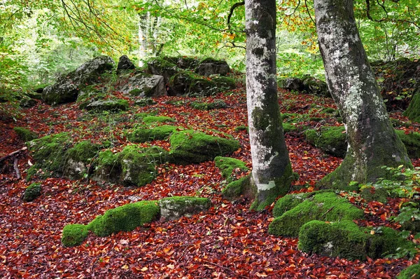 Tronchi d'albero — Foto Stock