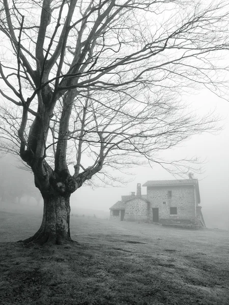 在迷雾森林中的石房子 — 图库照片