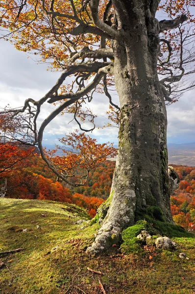 Tronco de árbol en otoño — Foto de Stock