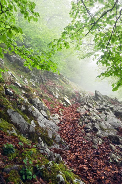 Gångväg i skogen — Stockfoto