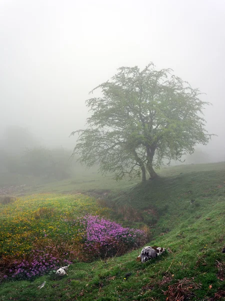 Árbol solitario — Foto de Stock