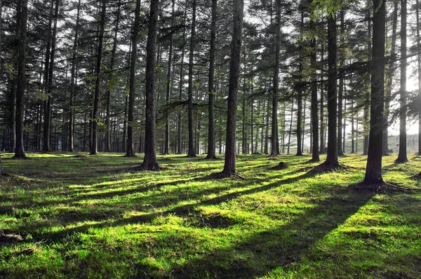 Lärchenwald — Stockfoto