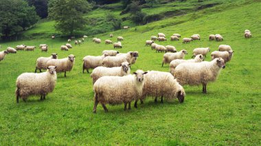 flock of sheep clipart