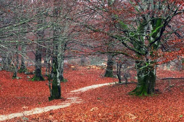 Pathway in autumn forest — Stock Photo, Image