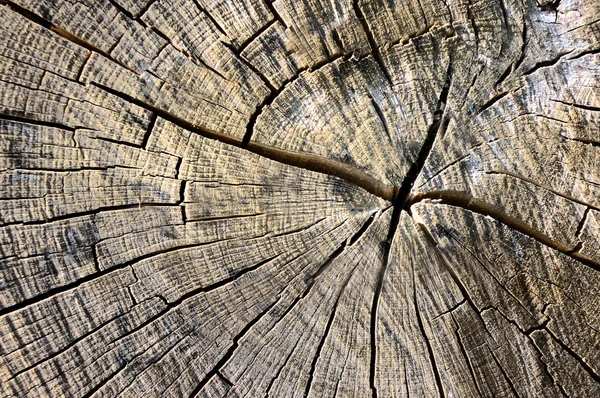 Cerchi su corteccia di un albero tagliato — Foto Stock