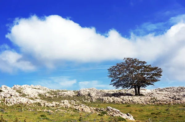 Einsamer Baum gegen blauen Himmel — Stockfoto
