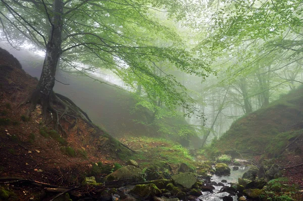Ліс з туманом і струмком — стокове фото