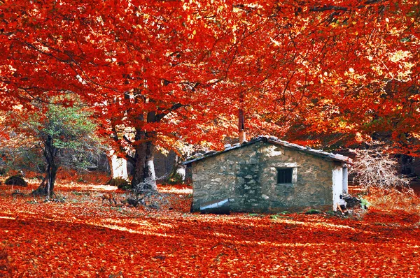 Dom w lesie jesienią — Zdjęcie stockowe
