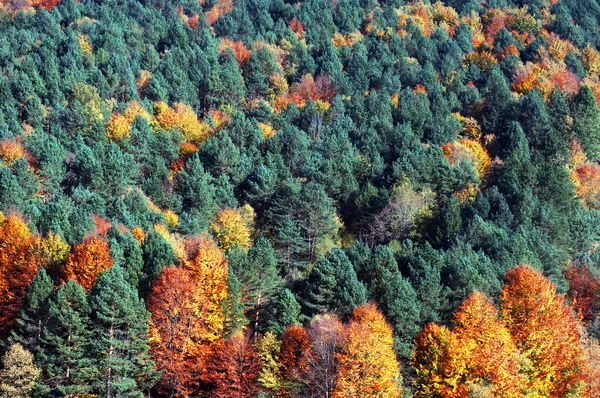 Herfst kleuren in bos — Stockfoto