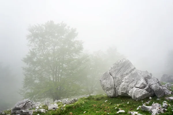 Boulder and rocks in foggy forest — Stock Photo, Image