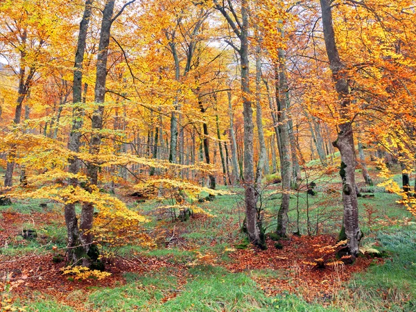 Foresta in autunno con colori vivaci — Foto Stock