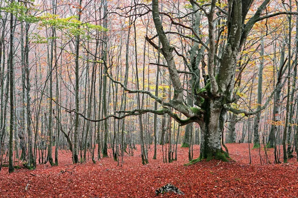 Tree in autumn forest — Stock Photo, Image