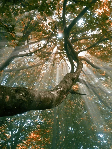 Skogen med dimma och solen strålar — Stockfoto