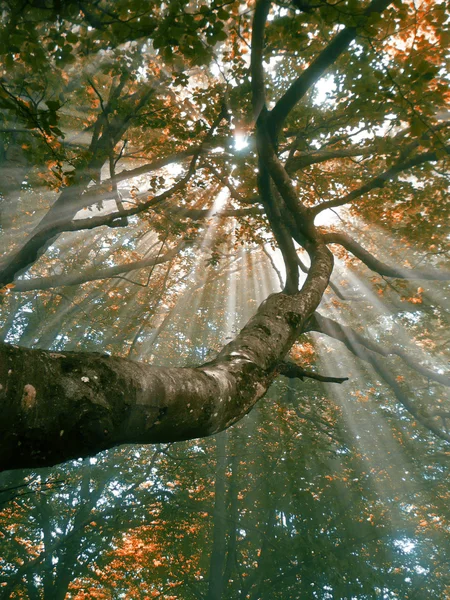 Foresta con nebbia e raggi solari — Foto Stock