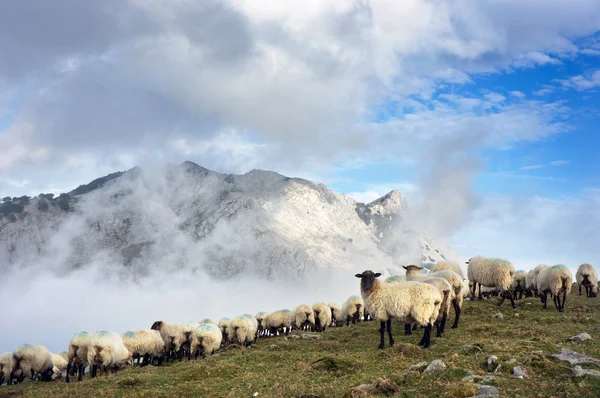 Flock of sheep on foggy mountains — Stock Fotó