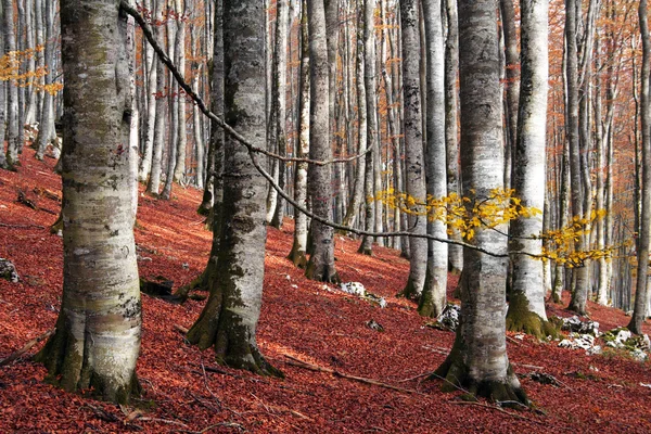 Floresta no outono com cores vivas — Fotografia de Stock