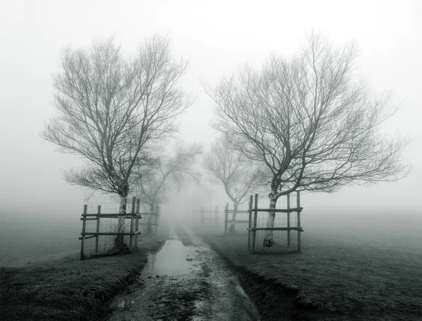 Ködös utat körülvevő fák — Stock Fotó