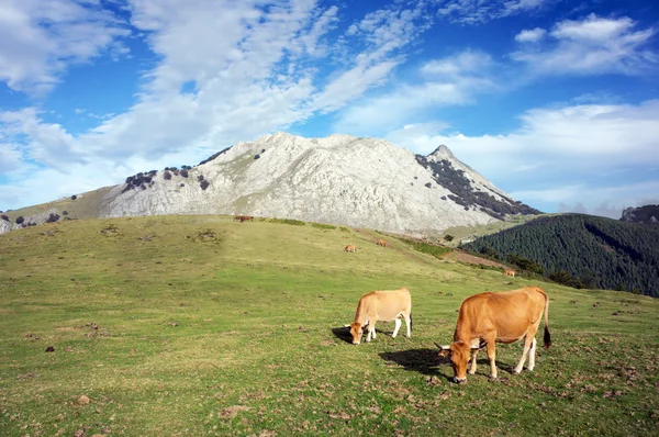 A Urkiola hegyek grazin tehenek. Baszkföld — Stock Fotó