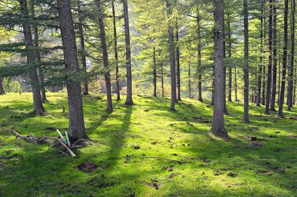 Güneş ışığı ve gölgeler Karaçam ormanı — Stok fotoğraf