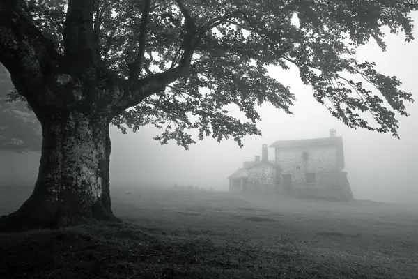 Таинственный дом в туманном лесу — стоковое фото
