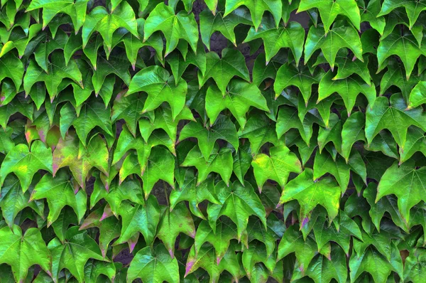 Parede de padrão de planta hera — Fotografia de Stock