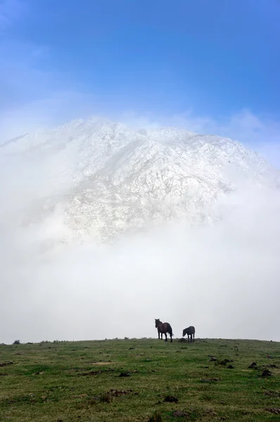 Paarden op de mistige bergen met prachtige licht — Stockfoto