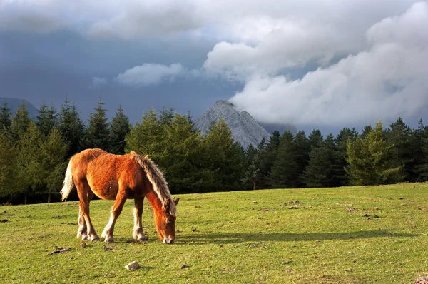Häst på berg med stormigt moln — Stockfoto