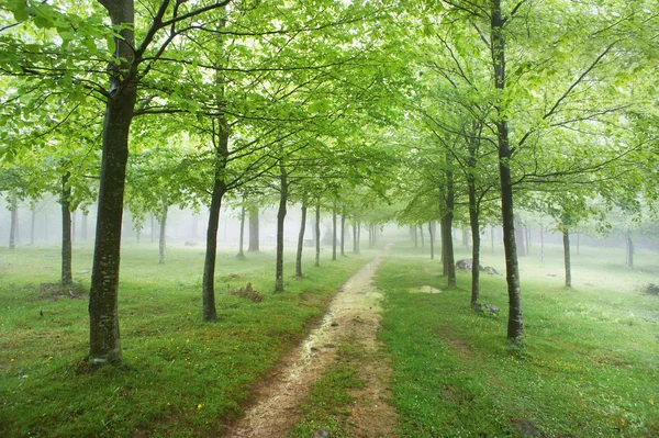 Sentier dans la forêt avec pluie Images De Stock Libres De Droits