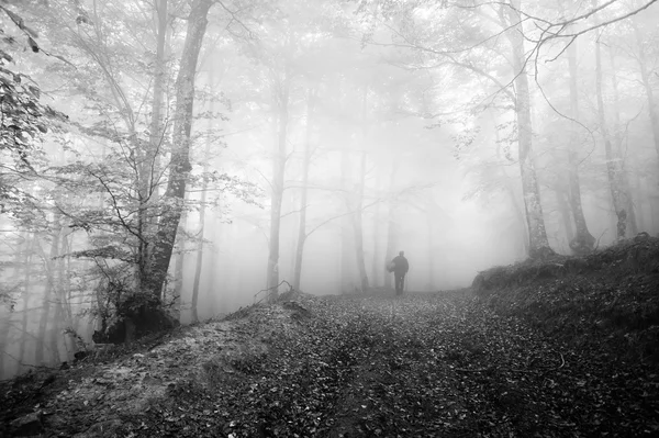 Person Pilzsuche im Wald am Morgen — Stockfoto