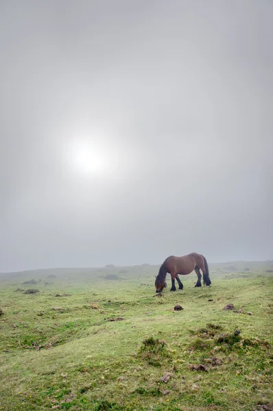 Pferd im Nebel mit schönem Licht — Stockfoto