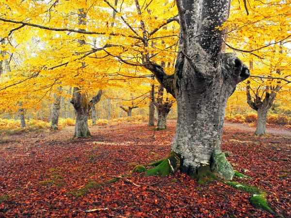 Floresta no outono com cores vivas — Fotografia de Stock