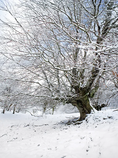 Winterlandschaft mit Baum und gefrorenen Ästen — Stockfoto
