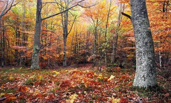 森林与秋季颜色 — 图库照片