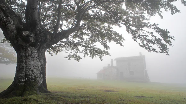Mystérieuse maison dans la forêt brumeuse — Photo