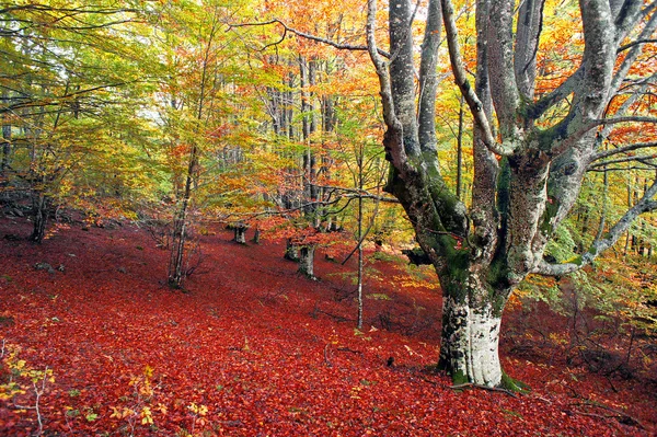 树在秋天与鲜艳的颜色 — 图库照片