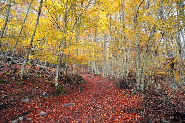 秋天的山毛榉森林与鲜艳的颜色 — 图库照片