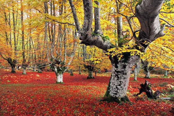 森林在秋天与鲜艳的颜色 — 图库照片