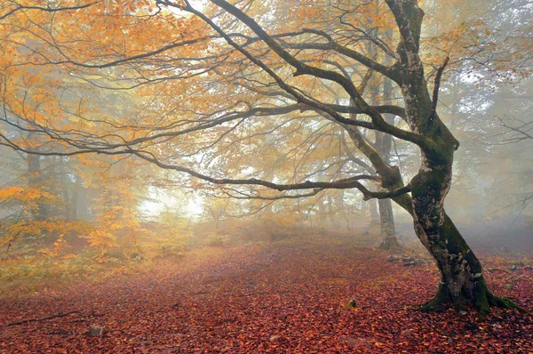 Skogen i höst med fog — Stockfoto