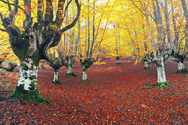 森林在秋天与鲜艳的颜色 — 图库照片