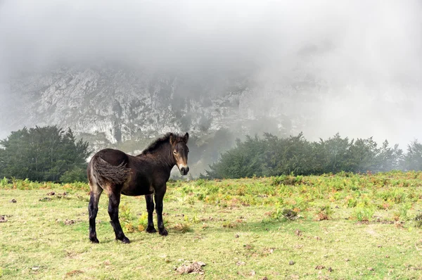 Wild colt in de bergen — Stockfoto