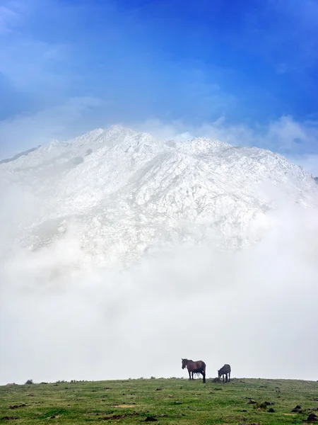 horses on foggy mountains